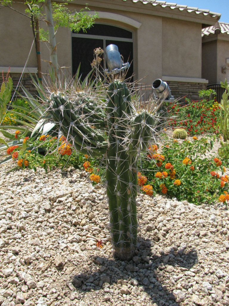 Adorning a toothpick cactus